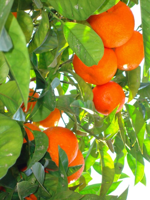 One of the many trees dotted with juicy oranges